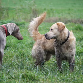 Hondenfoto van Shawna & Nala