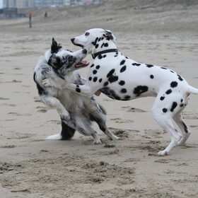 De HP wandeling op het strand was koud, maar Nala vond het een…