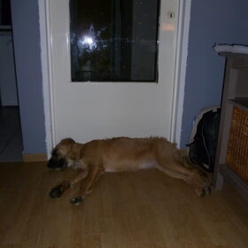 onze levensechte tochthond :p