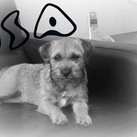 Hondenfoto van julia en spike
