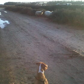 Hondenfoto van Daphne & Bailey