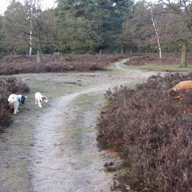 Hondenfoto van liesbeth,Turbo,Luna, Levi en Faith