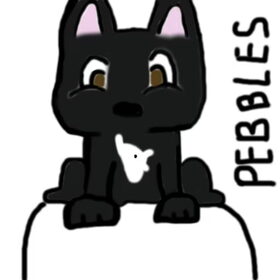 Hondenfoto van Miora,pebbles en quiz