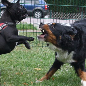 stoere honden!