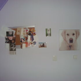 Hondenfoto van Lotte&Guus de Golden*