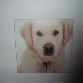 Hondenfoto van Lotte&Guus de Golden*
