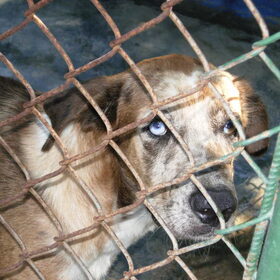 Asiel Curacao. Dit is Miles, een grote knuffelkont, heeft helaas…