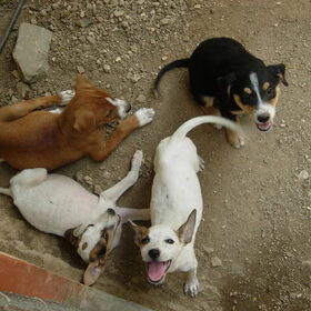 Asiel Curacao. Ongelooflijk hoe vaak er pups werden…