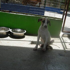 Asiel Curacao. Vreselijke bange pup, wat is jou nu al - in je…