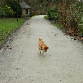 Nieuwjaarswandeling: Kenai en haar vriendin Junkie :)