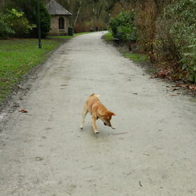 Nieuwjaarswandeling: Kenai en haar vriendin Junkie :)