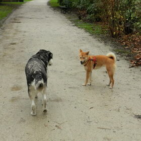 Nieuwjaarswandeling: Kenai en haar vriendin Junkie :)