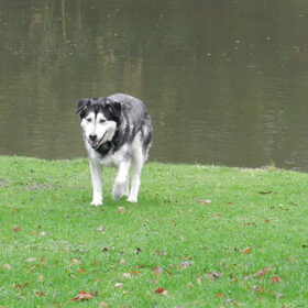 Nieuwjaarswandeling: Kenai en haar vriendin Junkie :)