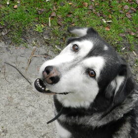 Nieuwjaarswandeling: Kenai en haar vriendin Junkie :)