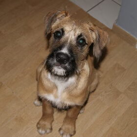 Puppy ^^