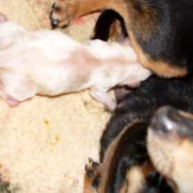 pupje 4 reutje 108 gram