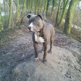 Diesel!