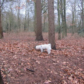 Hondenfoto van Sigrid, Sandy, Diva & Nala
