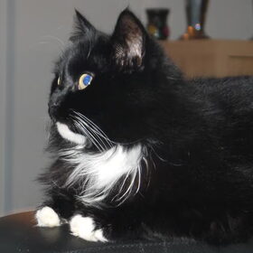 Onze Lilo