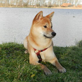 Kenai