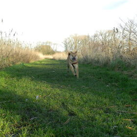 Kenai