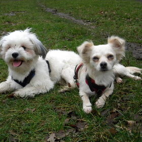 Hondenfoto van Jana & Romi 