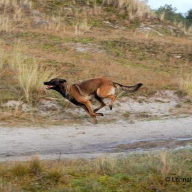 Hondenfoto van Mechelse herders 