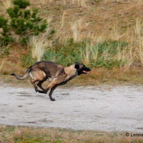 Hondenfoto van Mechelse herders 