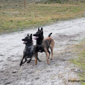 Hondenfoto van Mechelse herders 