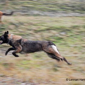 Hondenfoto van Mechelse herders 