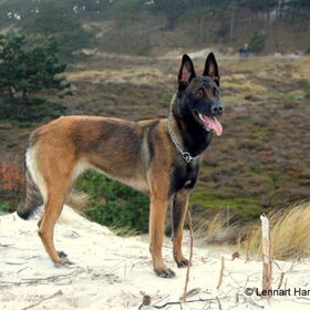 Hondenfoto van Mechelse herders 