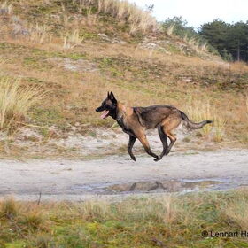 Hondenfoto van Mechelse herders 