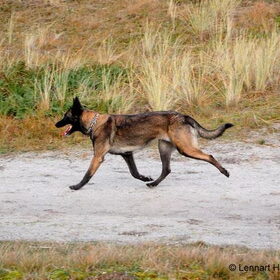 Hondenfoto van Mechelse herders 