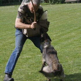 Hondenfoto van Mechelse herders 
