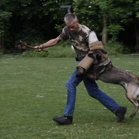 Hondenfoto van Mechelse herders 