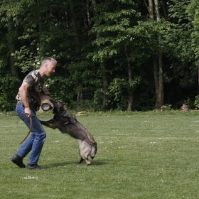 Hondenfoto van Mechelse herders 