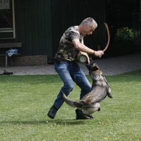 Hondenfoto van Mechelse herders 