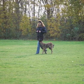 Hondenfoto van Mechelse herders 
