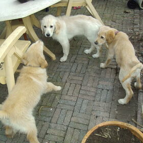 Hondenfoto van Brenda & Buddy & Bobby & Onyx