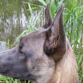 Hondenfoto van Bert & Gemma