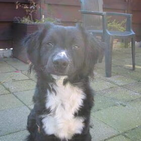 Jessie, nu 17 maanden een kruising tussen bordercollie en…