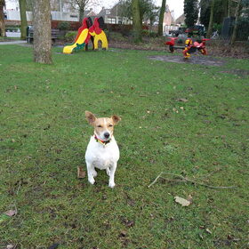 Hondenfoto van  Sabine en Mini Max 