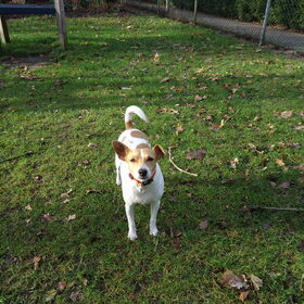 Hondenfoto van  Sabine en Mini Max 