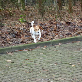 Hondenfoto van  Sabine en Mini Max 