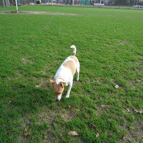 Hondenfoto van  Sabine en Mini Max 