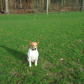 Hondenfoto van  Sabine en Mini Max 