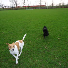 Hondenfoto van  Sabine en Mini Max 