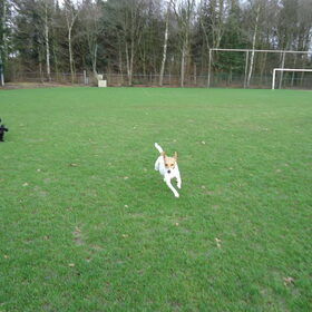 Hondenfoto van julia en spike
