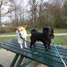 Hondenfoto van julia en spike