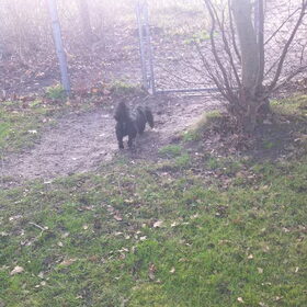 Hondenfoto van julia en spike